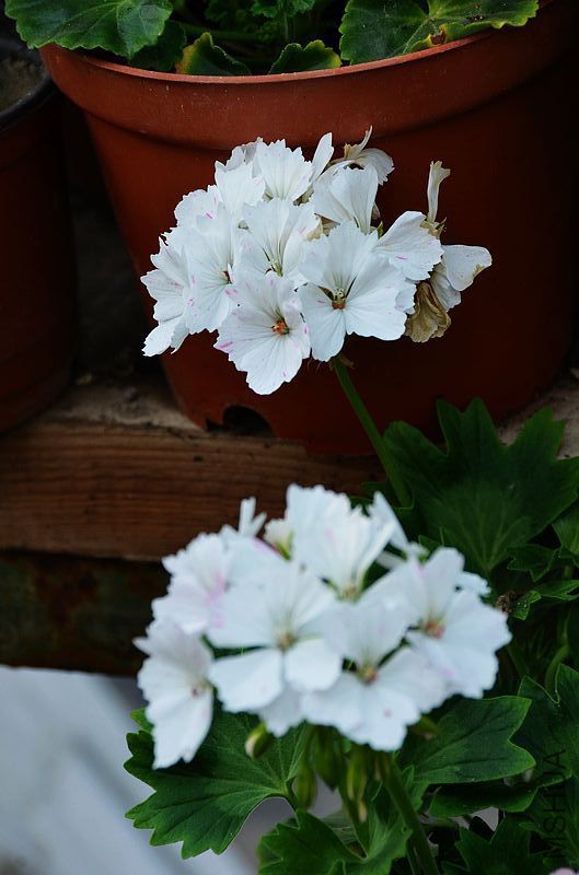 Jackie Totlis����Ҷ���ɫ��㣩 (3).jpg