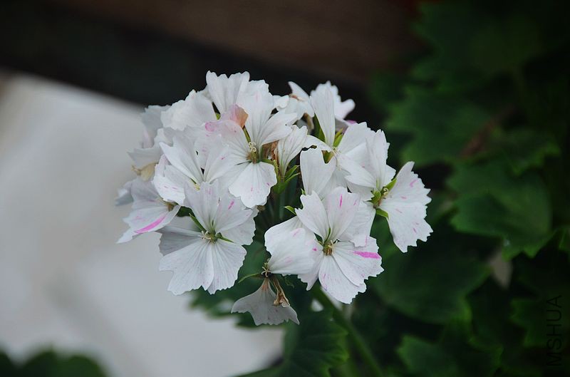 Jackie Totlis����Ҷ���ɫ��㣩 (4).jpg