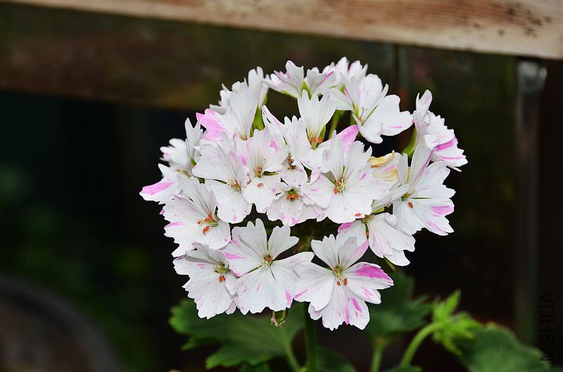 Jackie Totlis����Ҷ���ɫ��㣩 (8).jpg