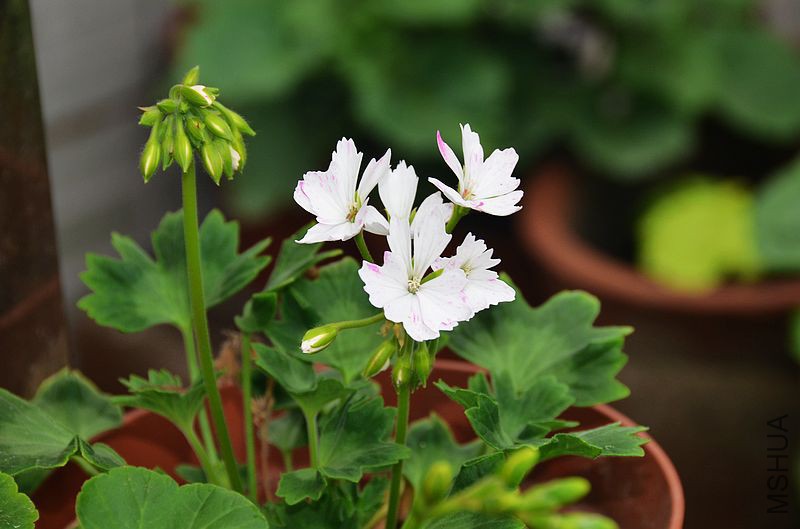 Jackie Totlis����Ҷ���ɫ��㣩 (6).jpg