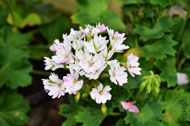 Jackie Totlis����Ҷ���ɫ��㣩 (7).jpg