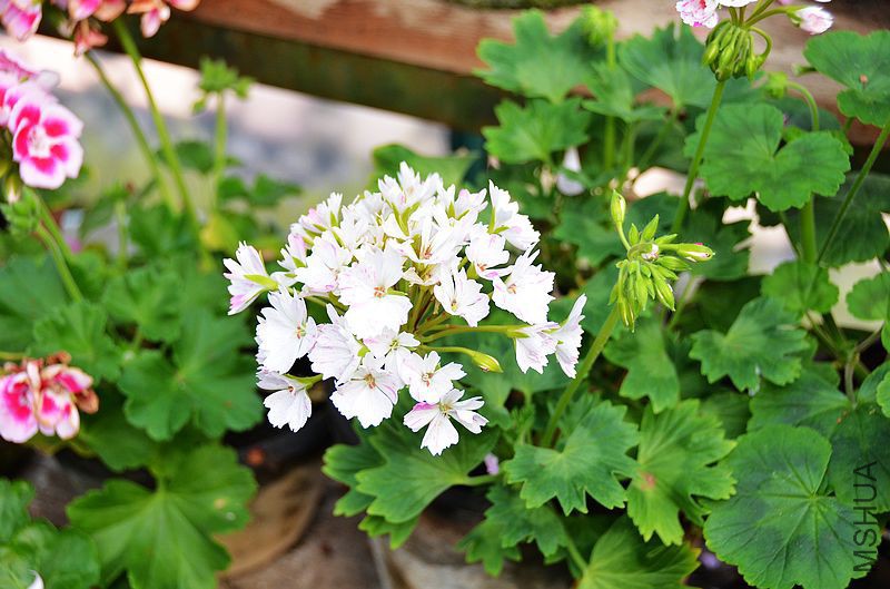 Jackie Totlis����Ҷ���ɫ��㣩 (9).jpg