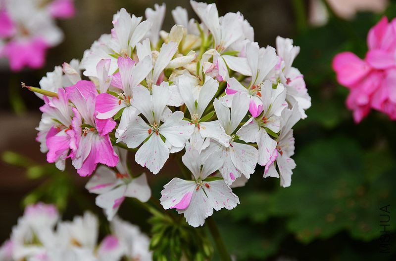 Jackie Totlis����Ҷ���ɫ��㣩 (13).jpg