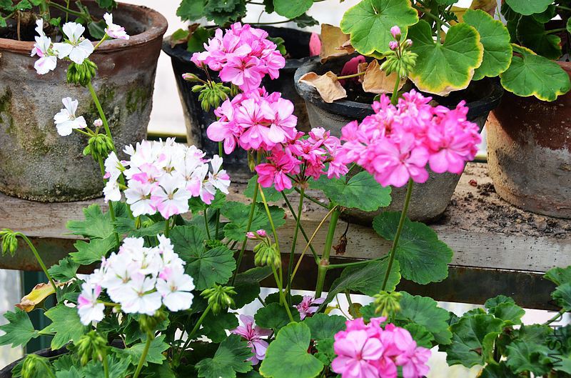 Jackie Totlis����Ҷ���ɫ��㣩 (11).jpg