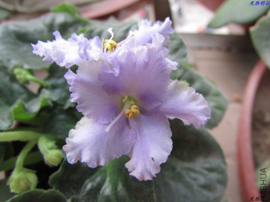 IMG_4663_nEO_IMG.jpg