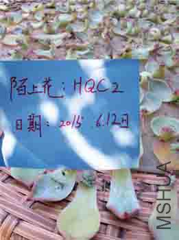 ������2.jpg.jpg