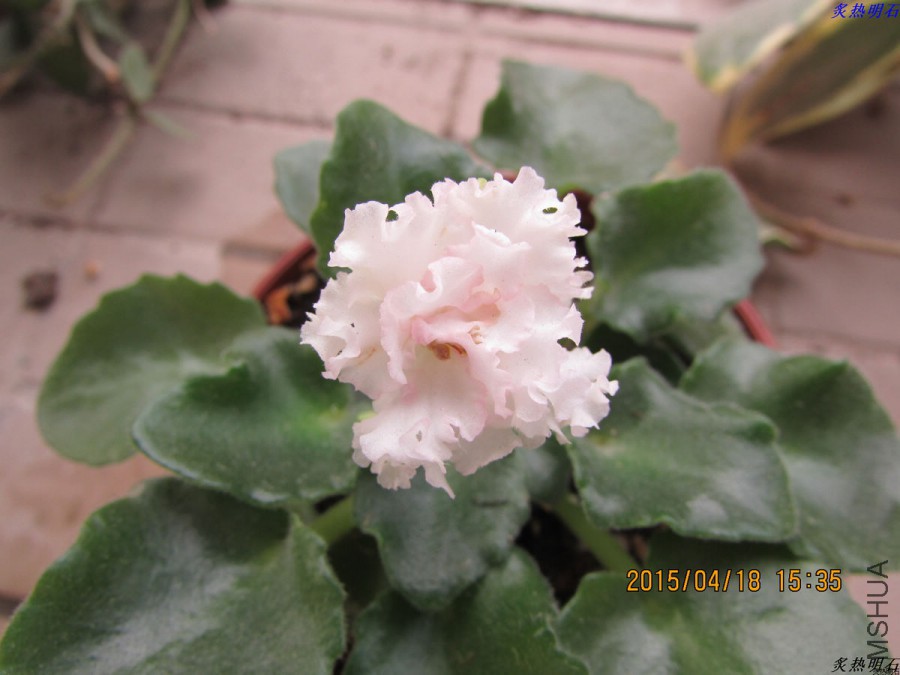 IMG_3755_nEO_IMG.jpg