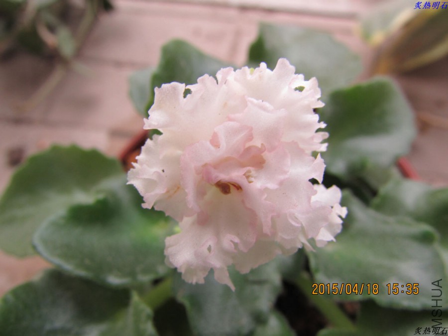 IMG_3756_nEO_IMG.jpg