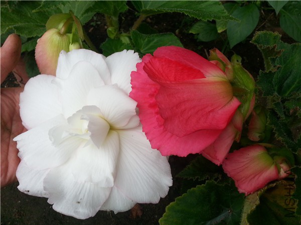 20150612_091623.jpg