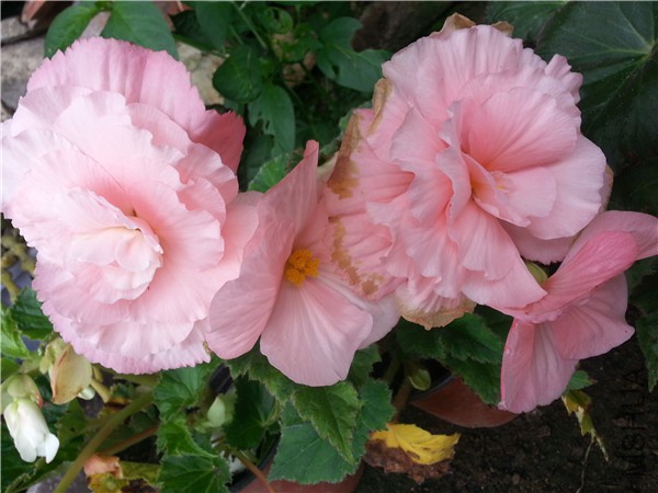 20150612_091704.jpg