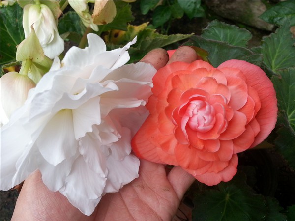 20150612_091652.jpg