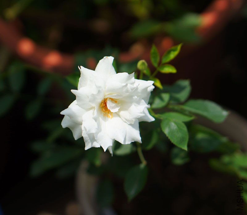 DSC05067.JPG