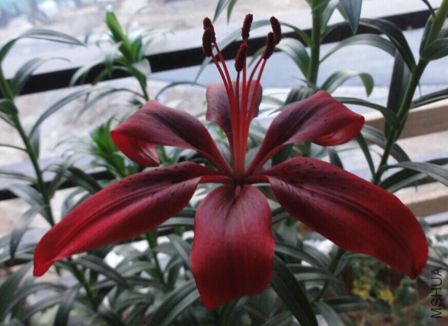 ʲôƷ�ֵİٺϣ�