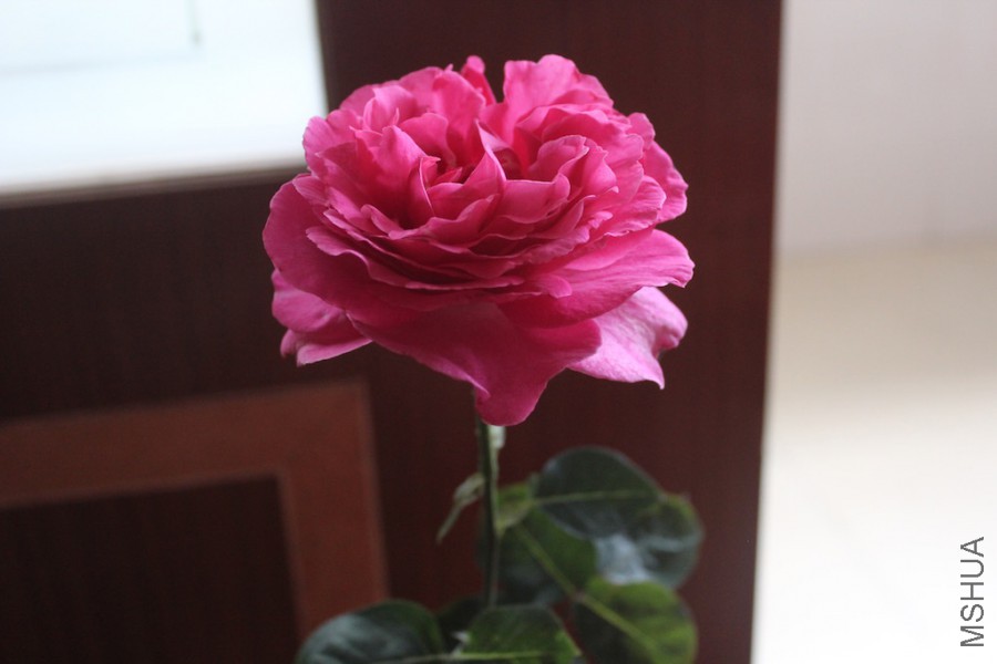 IMG_1077.jpg