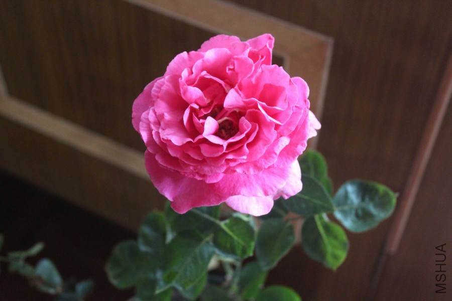 IMG_1079.jpg