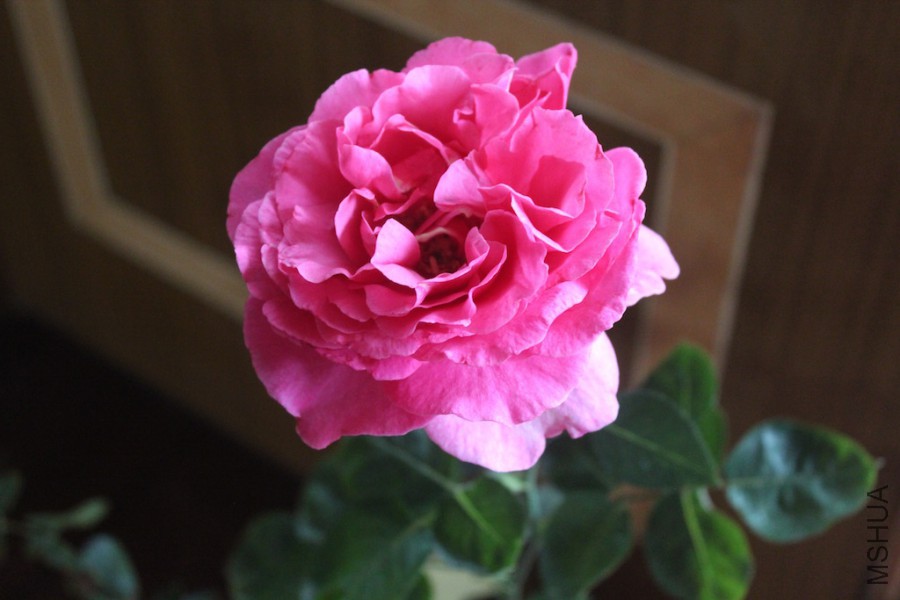 IMG_1080.jpg