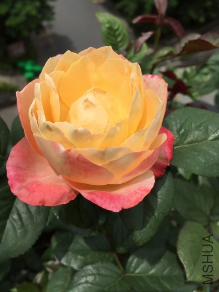 PIC_20150613_104200_DE0.jpg