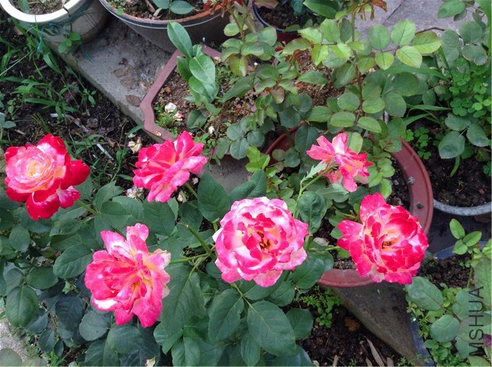2015-06-12 172925.jpg