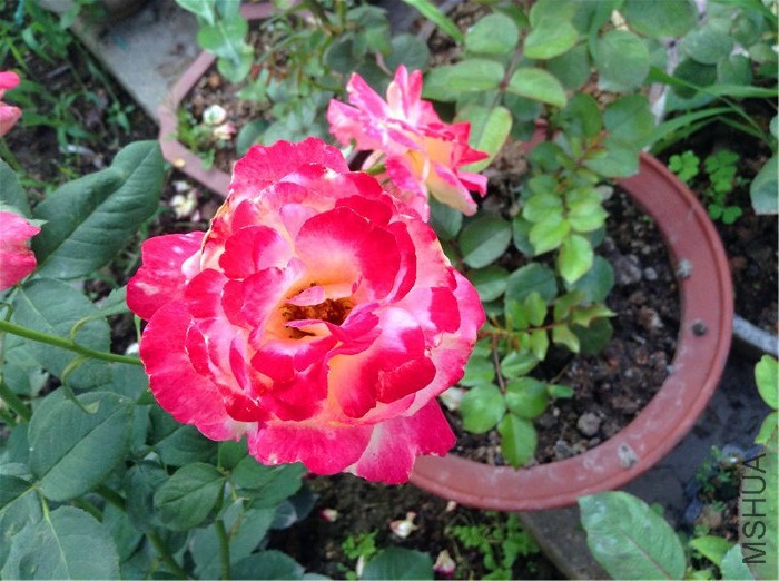 2015-06-12 172933.jpg