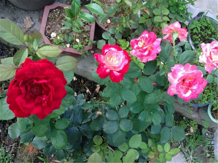 2015-06-12 173009.jpg