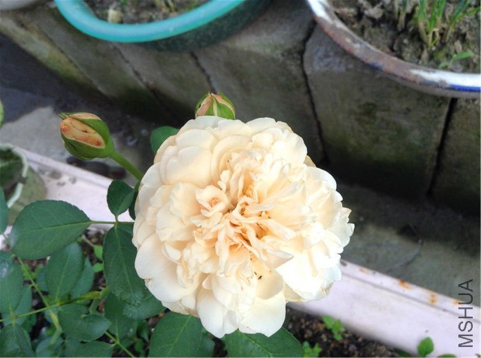 2015-06-12 172820.jpg