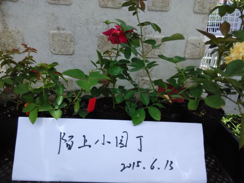 ��մ��������ʢ��������֬���ǹŶ�.jpg
