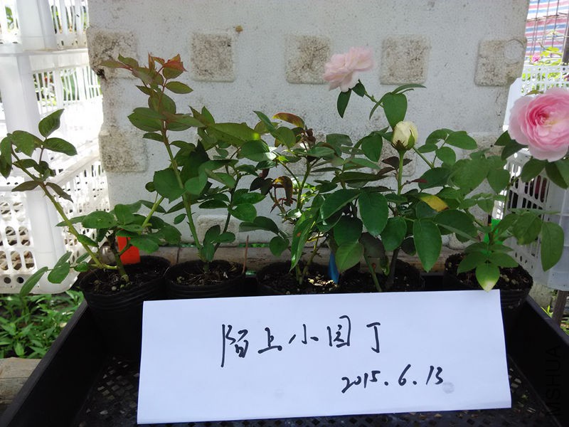 �ն��������ɸйٿɰ��۵�޹��õ���ҵ���.jpg