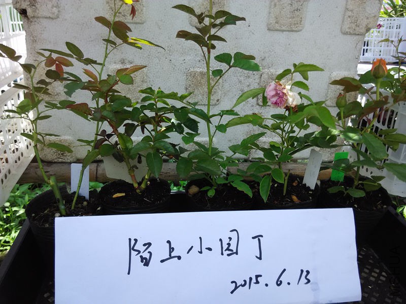 ޹�²ݻ����濨���ȿ��꼧�Ұ���.jpg