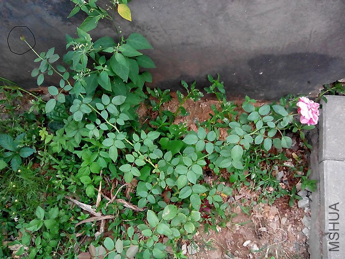 ����  �еĳ���