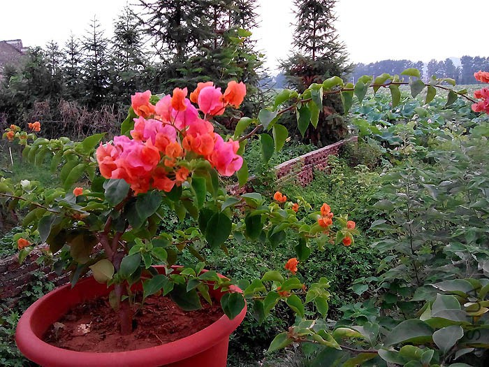 �������÷��Ҷ��