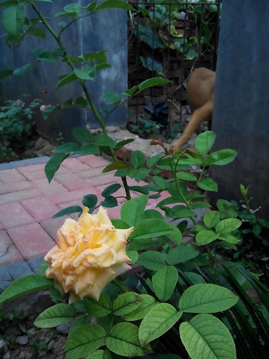 ���׳���