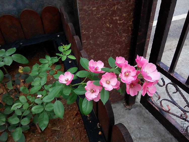 �űߵİ���������