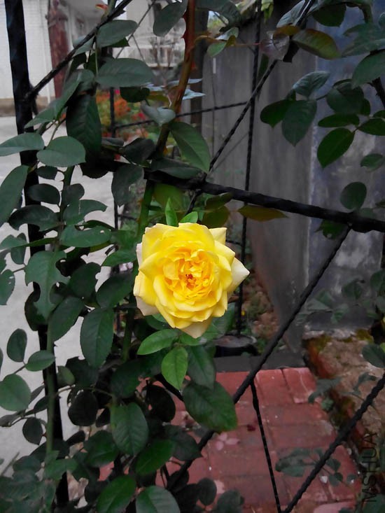 ���װ��ͱȽ�����~