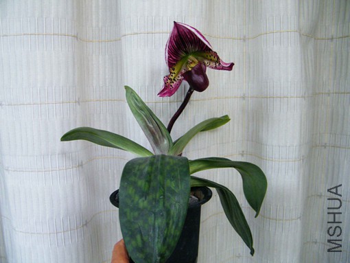 ���� 06 12 007.jpg