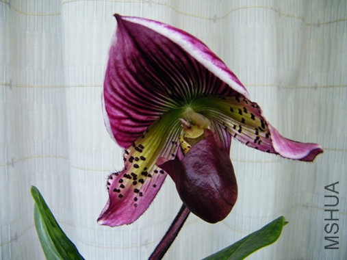 ���� 06 12 008.jpg