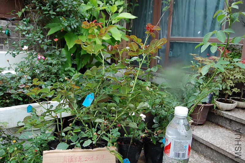 DSC_00310031.JPG