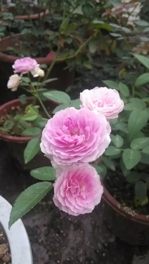 �꼧����
