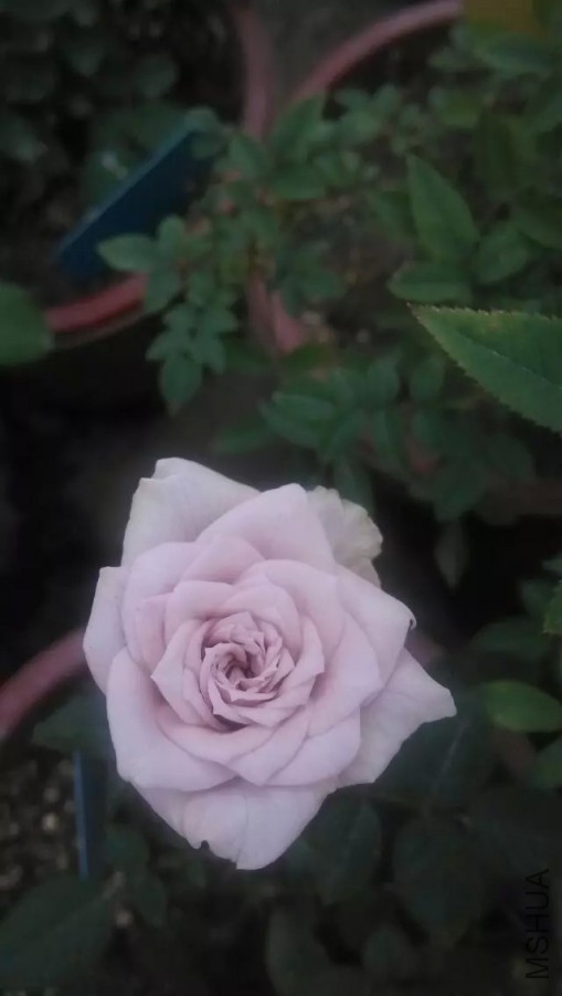 �Ͼ���