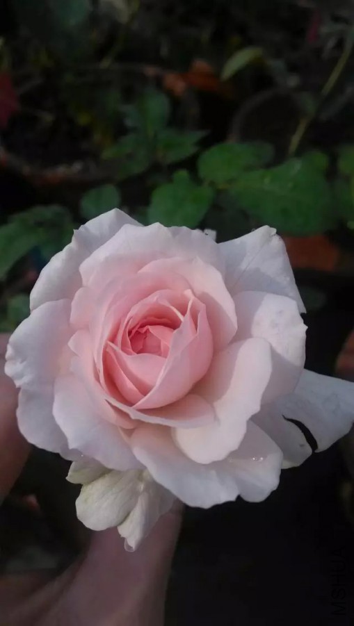 ���D