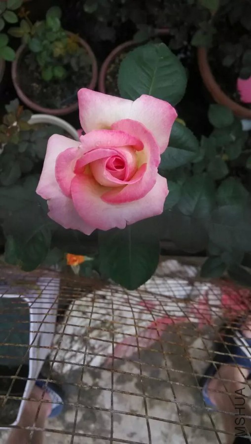 Ħ�ɸ繫��