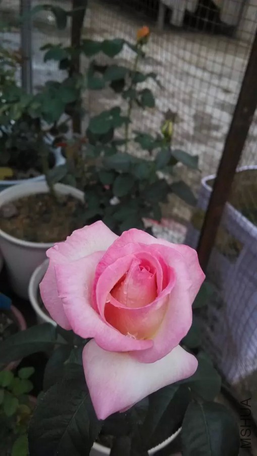 Ħ�ɸ繫��