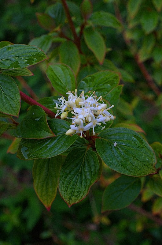 DSC_85144.jpg