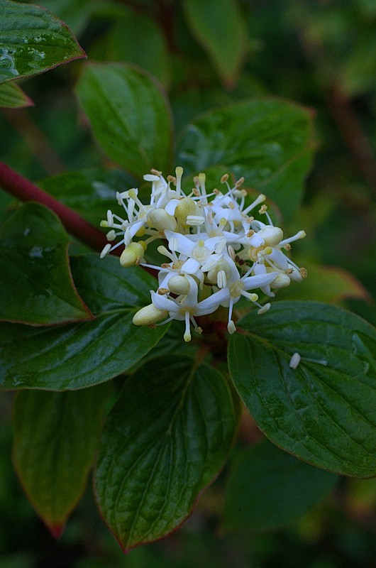 DSC_85155.jpg