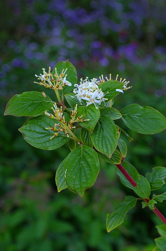 DSC_85166.jpg
