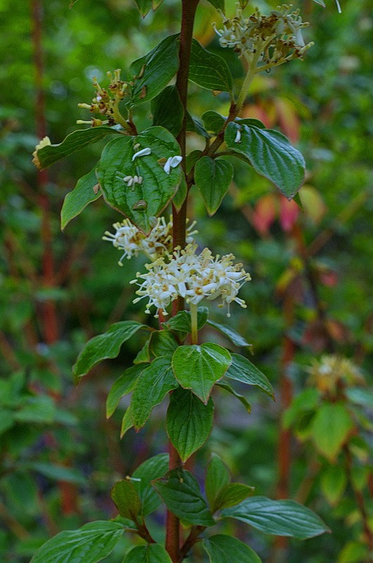 DSC_85177.jpg