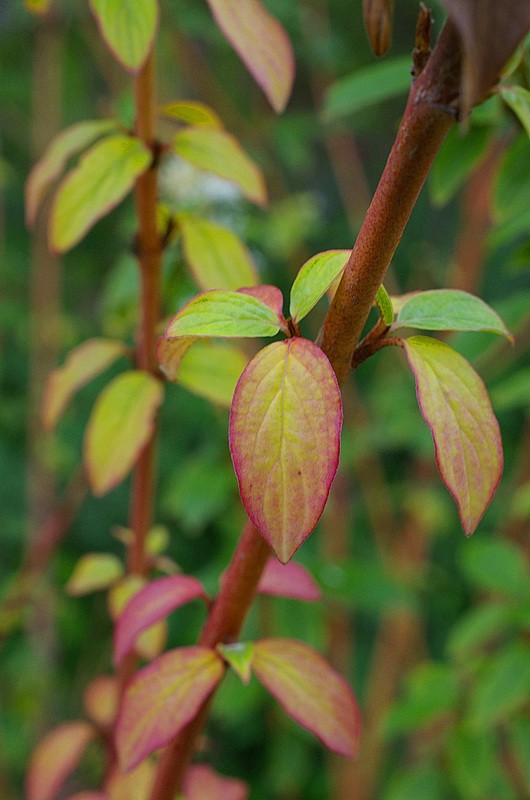 DSC_85199.jpg