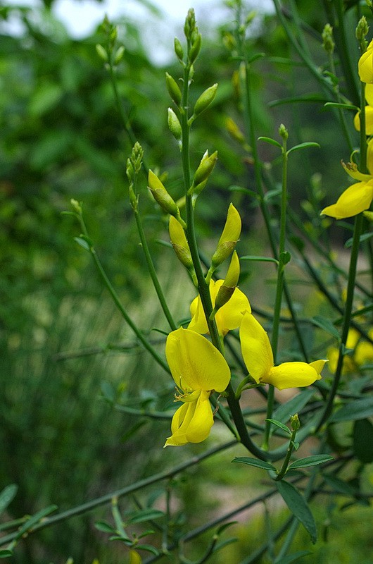 DSC_84111.jpg