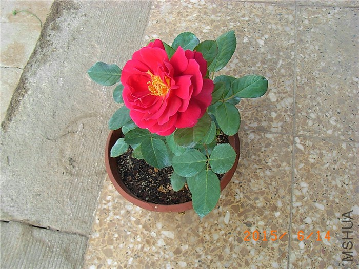 RIMG0032.JPG