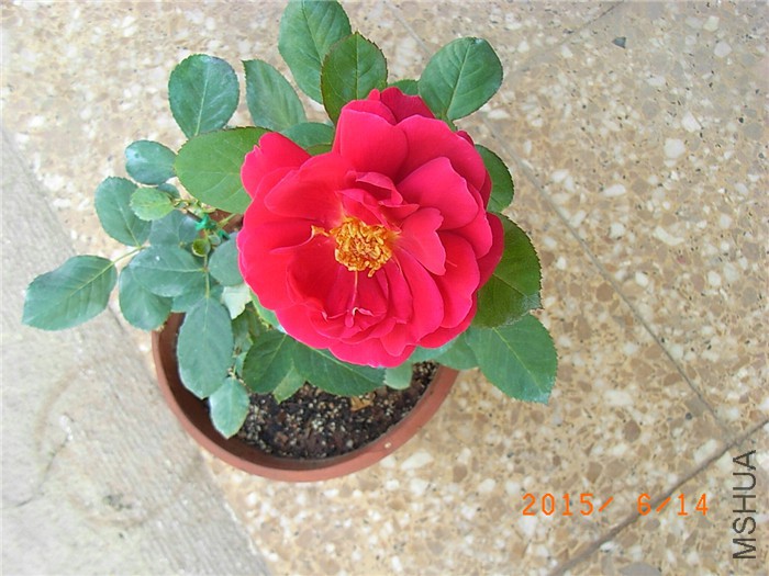 RIMG0031.JPG