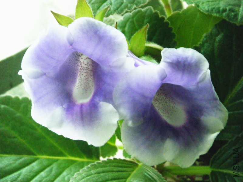 DSCF1235_����.jpg